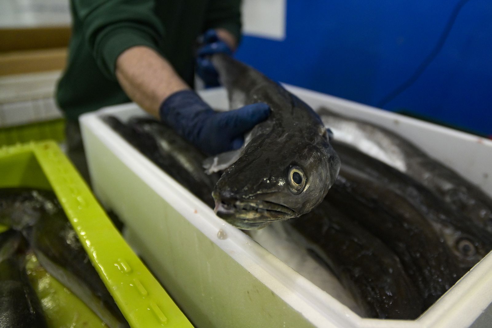 Un operario maneja pescado en una caja, en la lonja de A Coruña